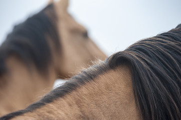 Abstract detail of horses mane