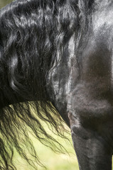 Fototapeta premium Friesian horse mane and shoulder detail