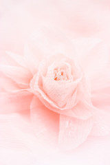 Wedding background. Beautiful silk rose on a silk background