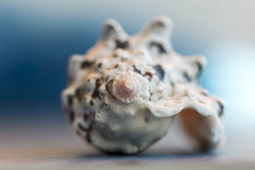 Close-up on a seashell. Shallow depth of field.