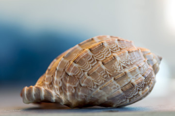 Close-up on a seashell. Shallow depth of field.