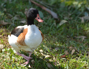 duck walking on the green lawn