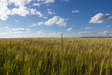 Field of wheat under blue sky..