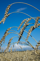 Spike closeup on background of wheat field