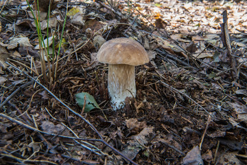 Borowik na polanie © Jacek