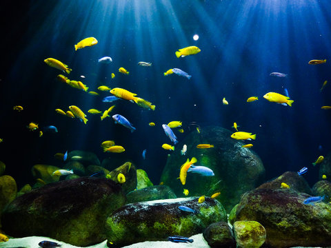 fish