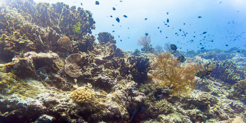Fototapeta na wymiar Coral reef and fish in tropical sea underwater as a landscape