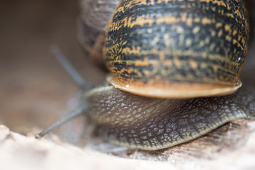 Close up view of big snail crawling on the trunk of old pine tree trunk, Helix pomatia