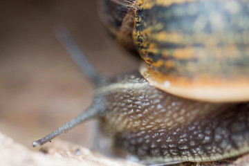 Close up view of big snail crawling on the trunk of old pine tree trunk, Helix pomatia