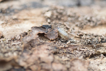 Close view of a upside down pill bug on the nature