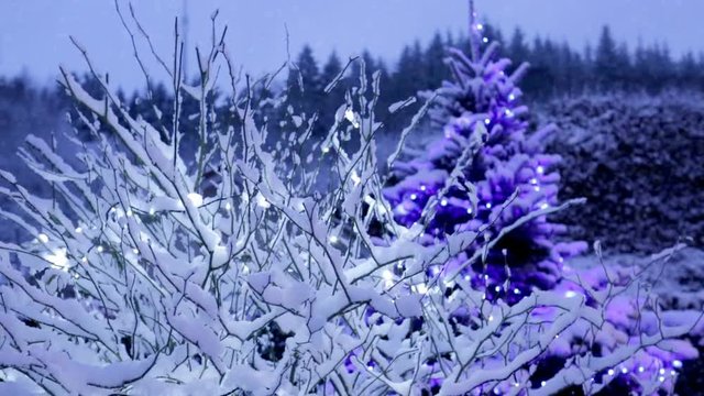 Branch of a tree in hoarfrost and lighter.
