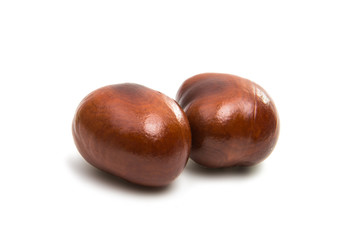 chestnut isolated