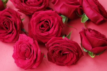 Beautiful red rose with drops of dew in the morning