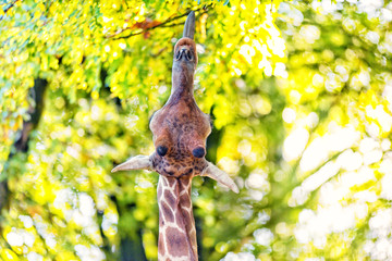 Giraffe 3