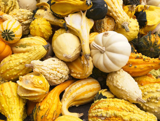 Pumpkin Gourds Squash