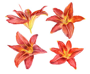Red lilies isolated on white background. Watercolor. Template. Illustration. Picture