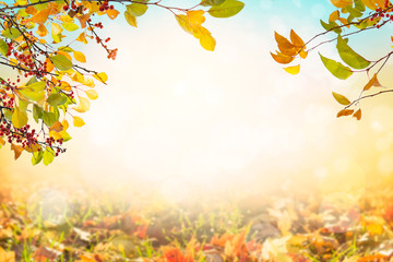 Sunny autumn day with multi colored leaves background