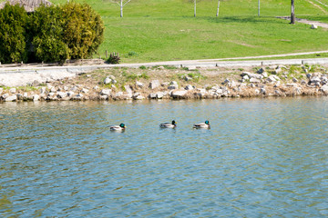 Birds and animals in wildlife. Beautiful duck flapping the wings in water of pond or river. Season of hunting and fishing.