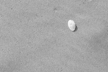 Close-up of a seashell and smooth sand at a beach texture background in black and white.