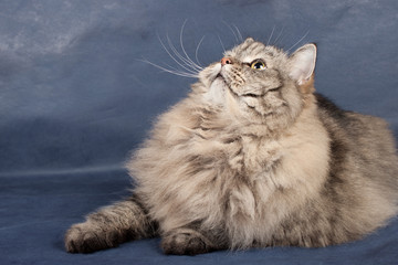 Siberian Russian cat