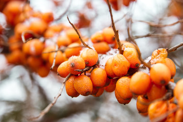 ripe berries of sandthorn in winter covered with snow