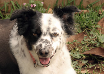 Border Collie resting in the sun