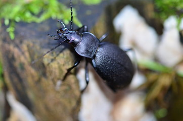 Käfer