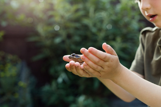 Little boy holding a garden frog in summer at home