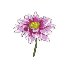 Hand draw of flower. Vector illustration on a white background.