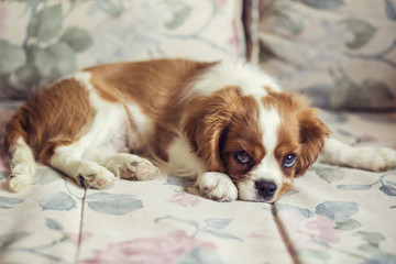 Little puppy looking at camera