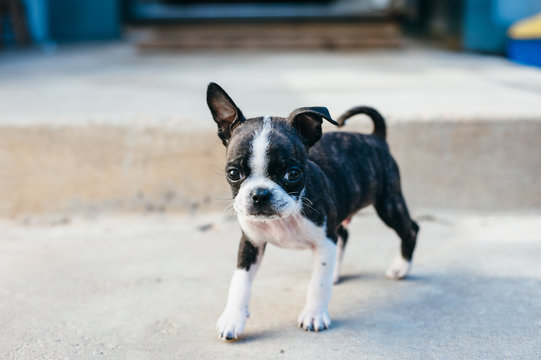 Bruce the Boston Terrier Pug
