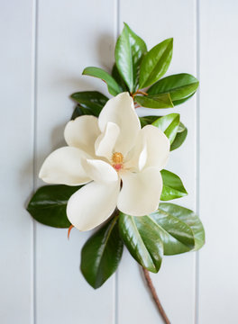 Magnolia Bloom on Blue