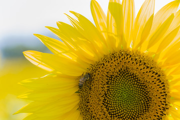 Naklejka premium Honeybee collects pollen from sunflower