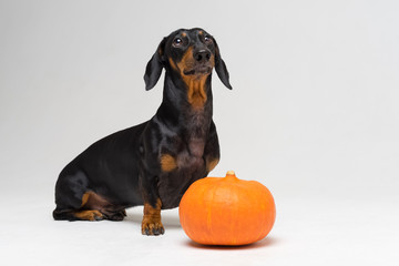cute portrait of a dog (puppy) breed dachshund black tan, and an orange festive pumpkin,  on a gray background