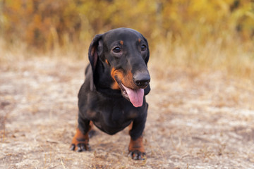 Nice portrait of a dog (puppy) breed dachshund black tan,  in the green forest in the autumn park