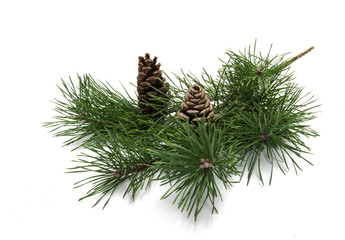 branch of pine with cones isolated