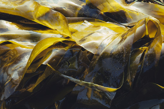 Bull kelp seaweed at low tide, close up