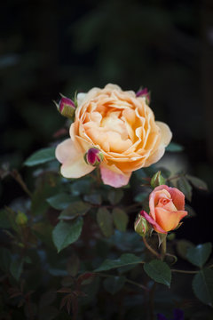 Orange rose in bloom close to rosebud on the plant
