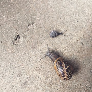Big Snail and Baby Snail