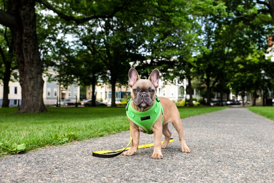 A french bulldog puppy with harness and leash standing on the sidewalk outside.