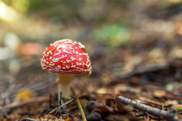 red amanita close-up on a nature background