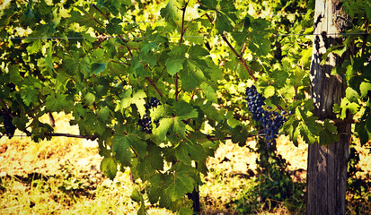 vineyard in summer, grapes pending from plants.