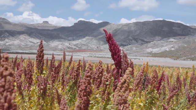 Hispanic peasant walking through the quinoa fields wearing a poncho and a hat.	