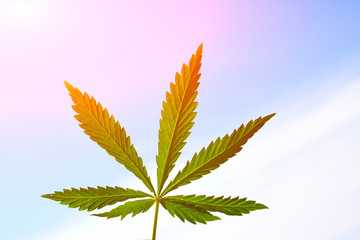 Leaf of marijuana  on a blurred background. Cannabis leaves. Cannabis Close Up High Quality