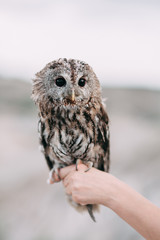 wedding decor with owls and printing, Bridal bouquet and rings