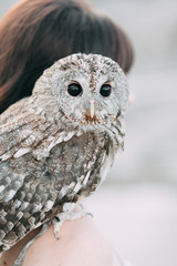 wedding decor with owls and printing, Bridal bouquet and rings