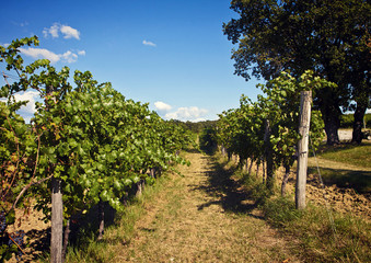 Naklejka premium vineyard in summer, plant arrays.