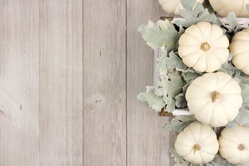 Autumn side border of white pumpkins and silver leaves over a rustic light gray wood background