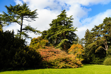 Fototapeta premium A varity of colors on trees during the autumn / fall season