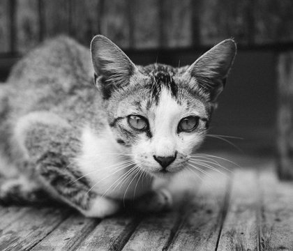 A cat ready to pounce.